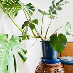 観葉植物 大型モンステラ 陶器鉢 付き|高さ約100cmの画像