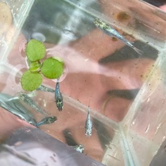 メガレックウザメダカ1ペア🐸3000の画像