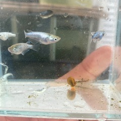 メガレックウザメダカ1ペア🐸3000の画像