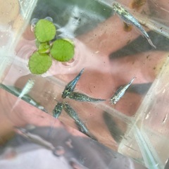 メガレックウザメダカ1ペア🐸3000の画像