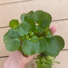 ホテイアオイ　の画像