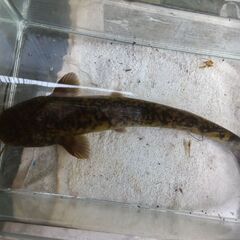 日本ナマズ観賞魚の画像