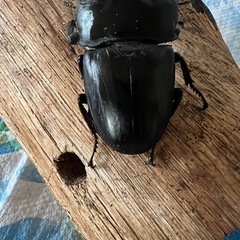 スマトラヒラタ　ペアーの画像