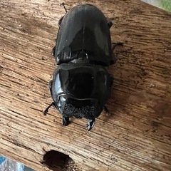 スマトラヒラタ　ペアーの画像