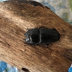 スマトラヒラタ　ペアーの画像