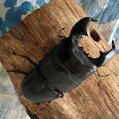 スマトラヒラタ　♂単品の画像