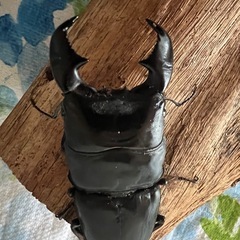 スマトラヒラタ　♂単品の画像