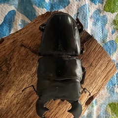 スマトラヒラタ　♂単品の画像