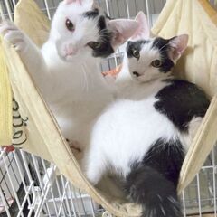 和風メス姉妹白黒生後5ヶ月