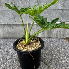 【観葉植物】フィロデンドロン　セローム①の画像