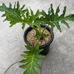 【観葉植物】フィロデンドロン　セローム①の画像