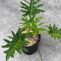【観葉植物】フィロデンドロン　セローム①の画像