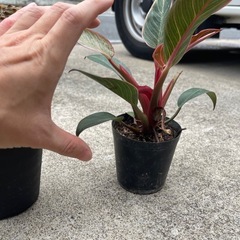 観葉植物 フィロデンドロン ピンクプリンセスの画像