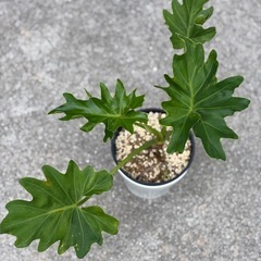 【観葉植物】フィロデンドロン　セローム②の画像