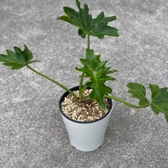 【観葉植物】フィロデンドロン　セローム②の画像