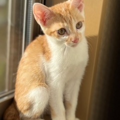 高鍋町で一緒に保護猫活動してくださる仲間を探しています。