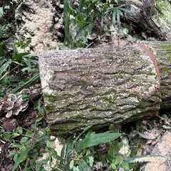 クヌギTamagiri長さ40センチの画像