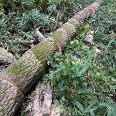 クヌギTamagiri長さ40センチの画像