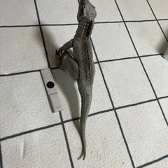 ティラノサウルス　声が出るの画像