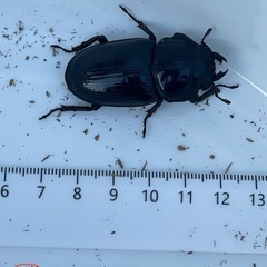 国産オオクワガタ（佐賀県千代田）65ミリ♂46mm♀ペア の画像
