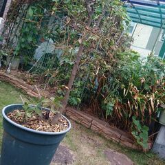 柚子の木の画像