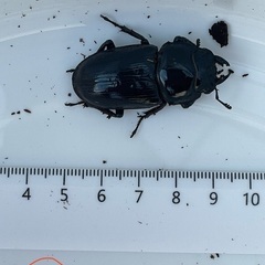 国産オオクワガタ（佐賀県千代田）62ミリ♂43mm♀ペア の画像