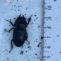 国産オオクワガタ（佐賀県千代田）58ミリ♂33mm♀ペア の画像
