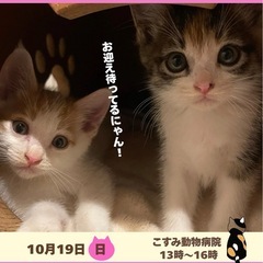 明日❣️保護猫　譲渡会　来ませんか？の画像