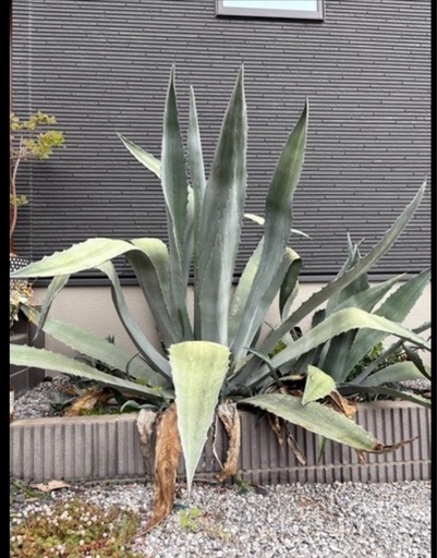 アガベ アメリカーナ