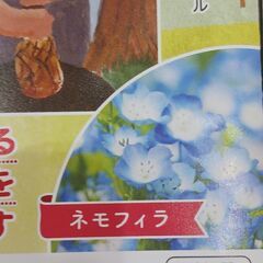 花のタネの画像