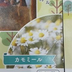 花のタネの画像
