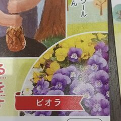 花のタネの画像