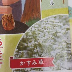 花のタネの画像