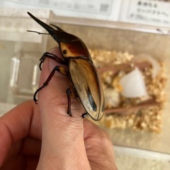 ファブリースノコギリタカクワイ　オスB品の画像