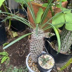 パキポディウム　ゲアイー　塊根植物　ビザールプランツ　観葉植物　...