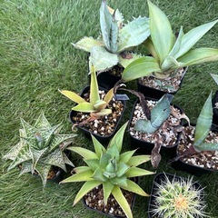 アガベ　サボテン　アロエ　まとめ売り②の画像