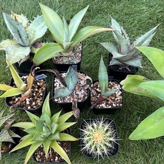 アガベ　サボテン　アロエ　まとめ売り②の画像