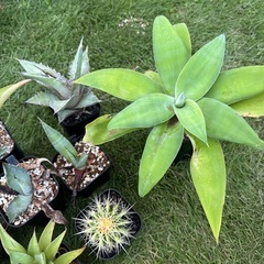 アガベ　サボテン　アロエ　まとめ売り②の画像