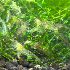 ミナミヌマエビ 10匹/500円の画像