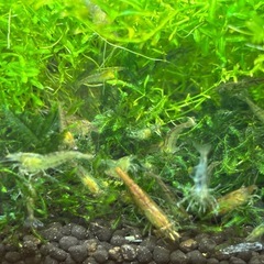 ミナミヌマエビ 10匹/500円の画像