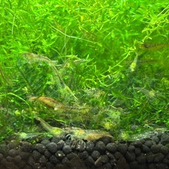 ミナミヌマエビ 10匹/500円の画像