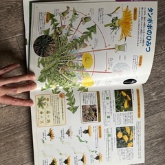 小学館の図鑑／植物／NEO／DVD付きの画像