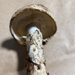 松茸の画像