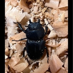 ヒラタクワガタ、コクワガタの画像