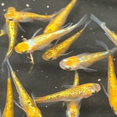 ラメ強✨ユリシスパラディーゾメダカ10匹の画像