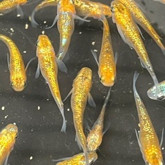 ラメ強✨ユリシスパラディーゾメダカ10匹の画像