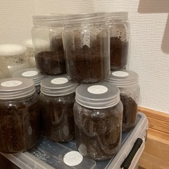 ヘラクレスオオカブト　幼虫　卵の画像