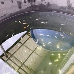No.63  ミックスのメダカ 20匹セット＋2匹の画像