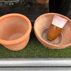 全部で100円　鉢植え11個の画像