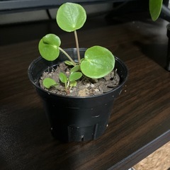 観葉植物　
ペペロミア　オイダスの画像